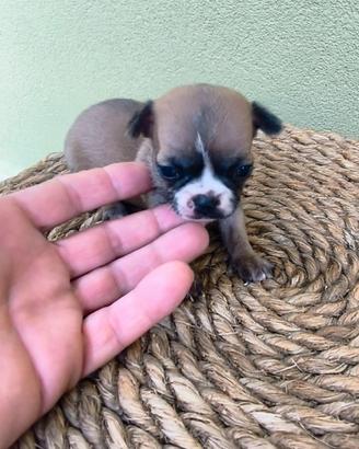 Cuccioli di Chiwawa