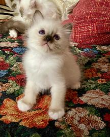 Sacro di Birmania - cuccioli con pedigree