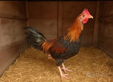 Galli rustici