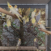 Calopsite varie età e mutazioni