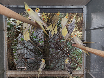 Calopsite varie età e mutazioni