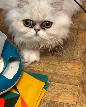 Cucciolo persiano Chinchilla