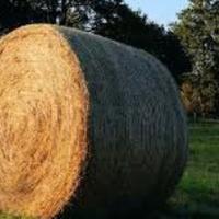 Fieno 1° sfalcio