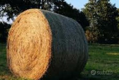 Fieno 1° sfalcio