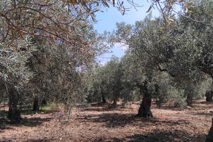 Uliveto - Agrumeto