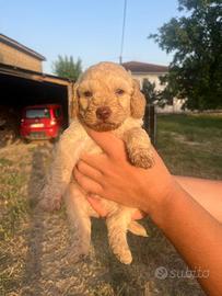 Lagotto romagnolo