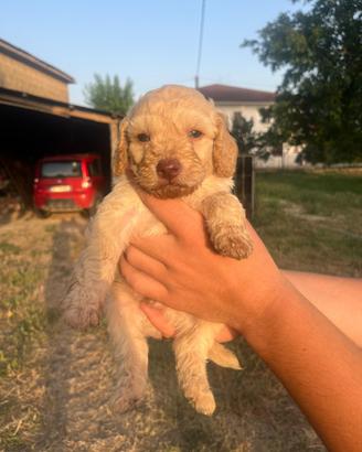Lagotto romagnolo
