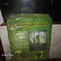 terrario per camalente