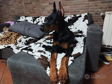 Cucciola di dobermann
