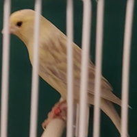 Via dei Pini 4 pieve emanuele