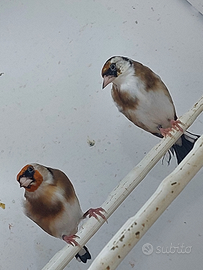 Cardellino coppia 2025