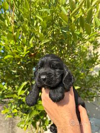 Cuccioli di cocker