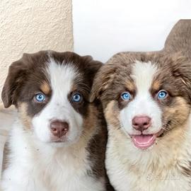 Pastore australiano Australian shepherd FEMMINE