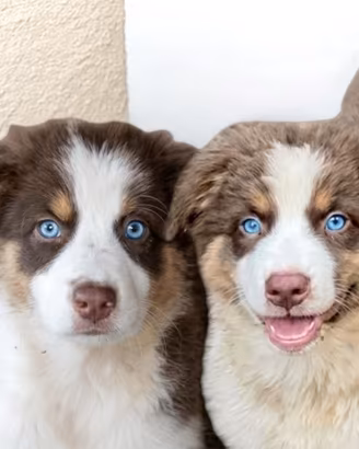 Pastore australiano Australian shepherd FEMMINE
