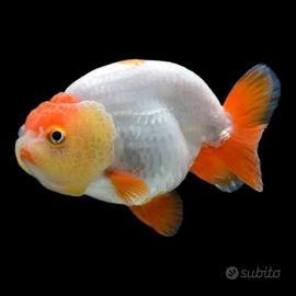 2 Oranda Ranchu e 4 Rasbora