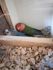 Inseparabili da imbecco