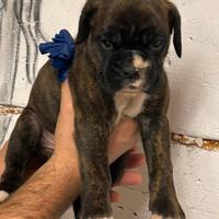 Cuccioli di boxer