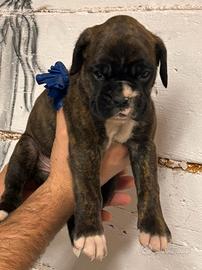 Cuccioli di boxer