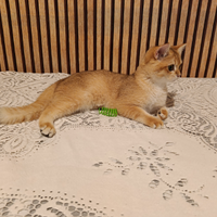 Scottish straight Maschio NY 12