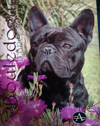Libro Bouledogue francese Vergara