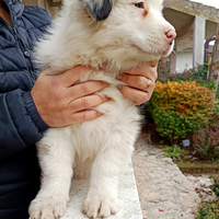 Australian Shepherd con pedigree