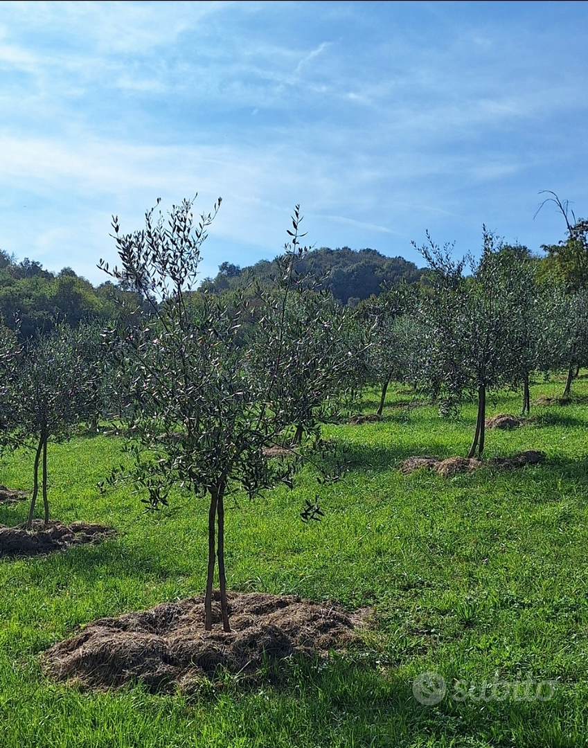 Terreno in collina con ulivi - Vista 4