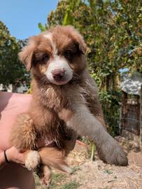 Cucciolo di Pastore Australiano/Australian Shepher