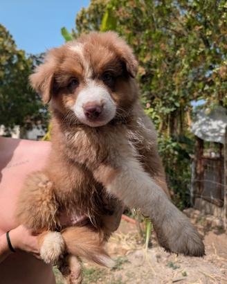 Cucciolo di Pastore Australiano/Australian Shepher
