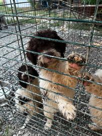 Cuccioli di lagotto