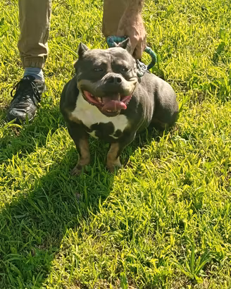 animali