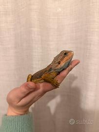 Pogona maschio marrone scuro occhi neri