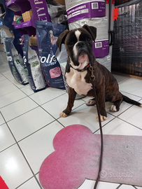 Boxer cucciolo