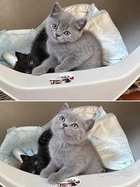 Gatto cucciole di scottish straight