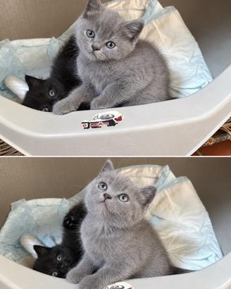 Gatto cucciole di scottish straight