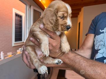 Cuccioli cocker spaniel