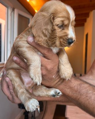 Cuccioli cocker spaniel