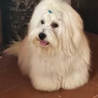 Cucciola maltese