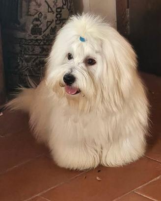 Cucciolo coton de tulear