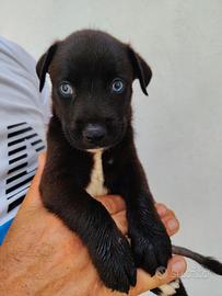 Cani dagli occhi blu 