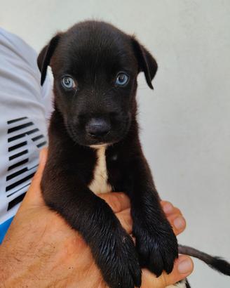Cani dagli occhi blu 