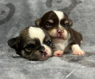 Chihuahua pelo lungo