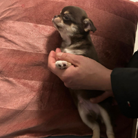 Chihuahua maschio cioccolato