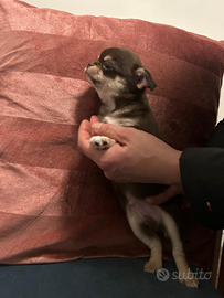 Chihuahua maschio cioccolato