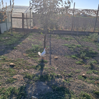 Polli di varie razze