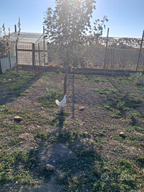 Polli di varie razze