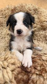 Cuccioli pastore australiano