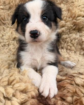 Cuccioli pastore australiano