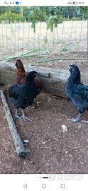 Gallinelle