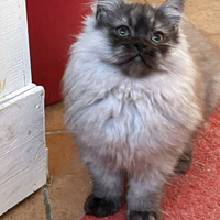 Cucciolo di persiani normotipici MASCHIO