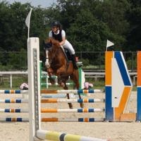 Vendita cavallo purosangue da salto